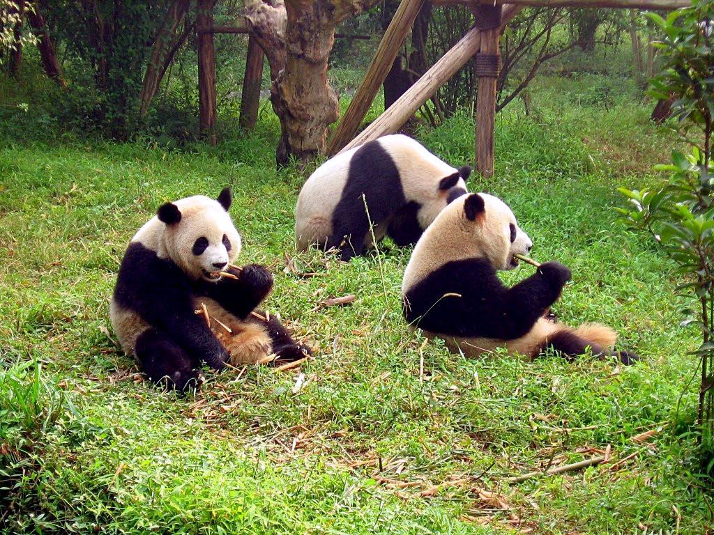 Chengdu, China