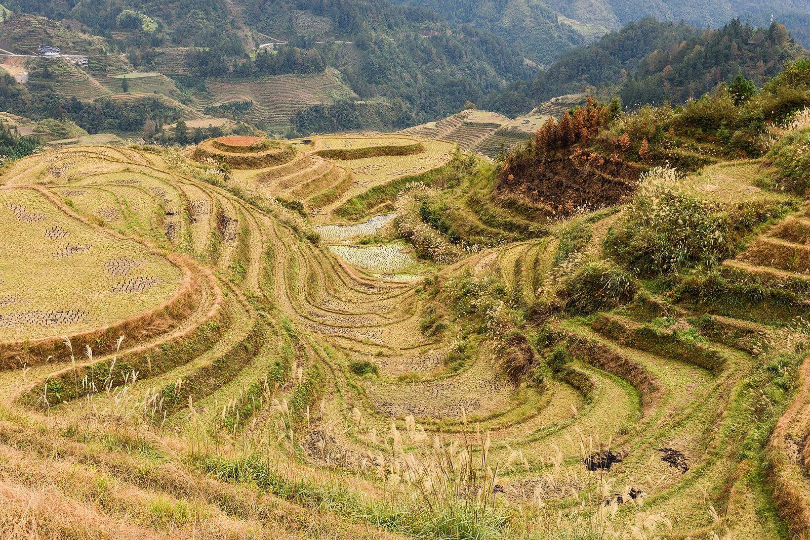 Longji Rice Terraces